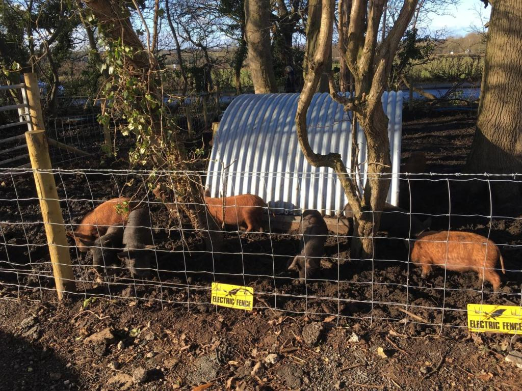 Animals at Claremont Farm during familarisation tour for Visitor Economy Week 2017